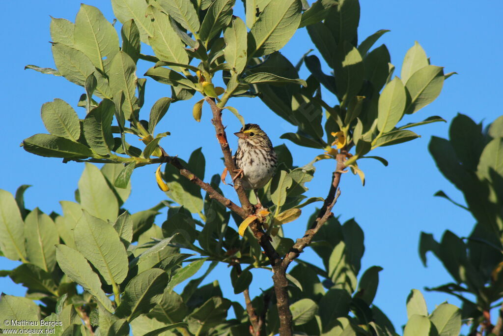 Savannah Sparrow