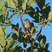 Savannah Sparrow