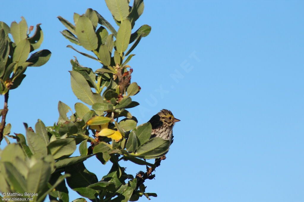 Savannah Sparrow