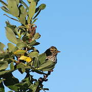 Savannah Sparrow