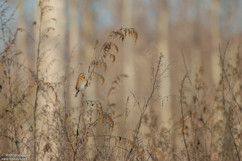 Common Reed Bunting