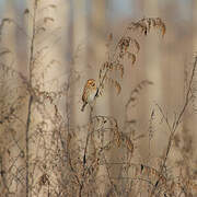 Common Reed Bunting