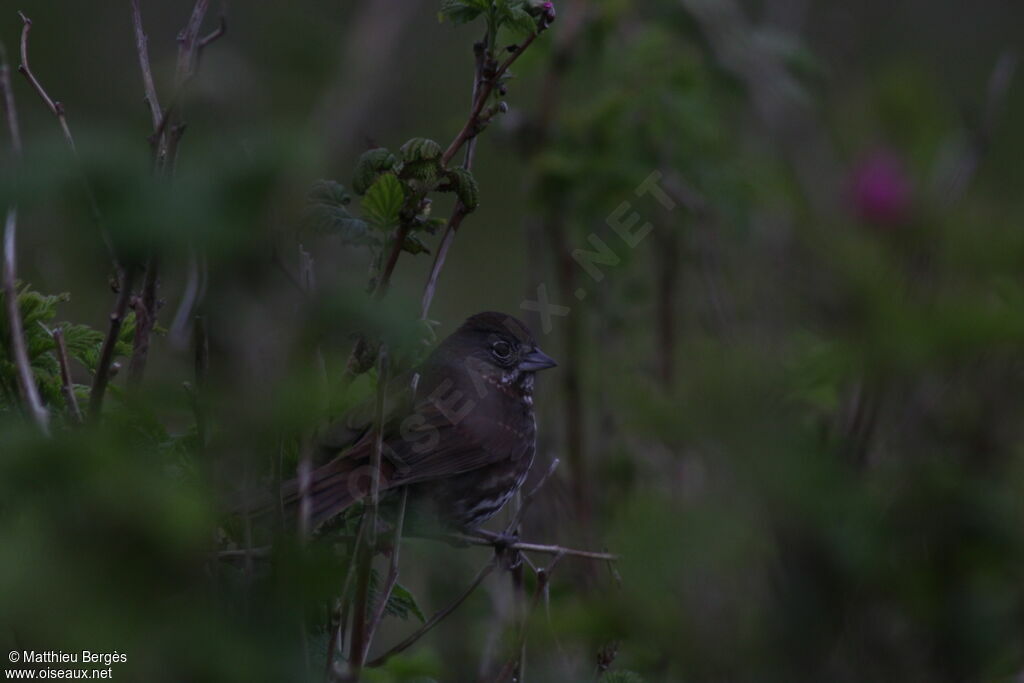 Sooty Fox Sparrow