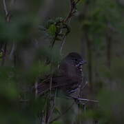 Sooty Fox Sparrow