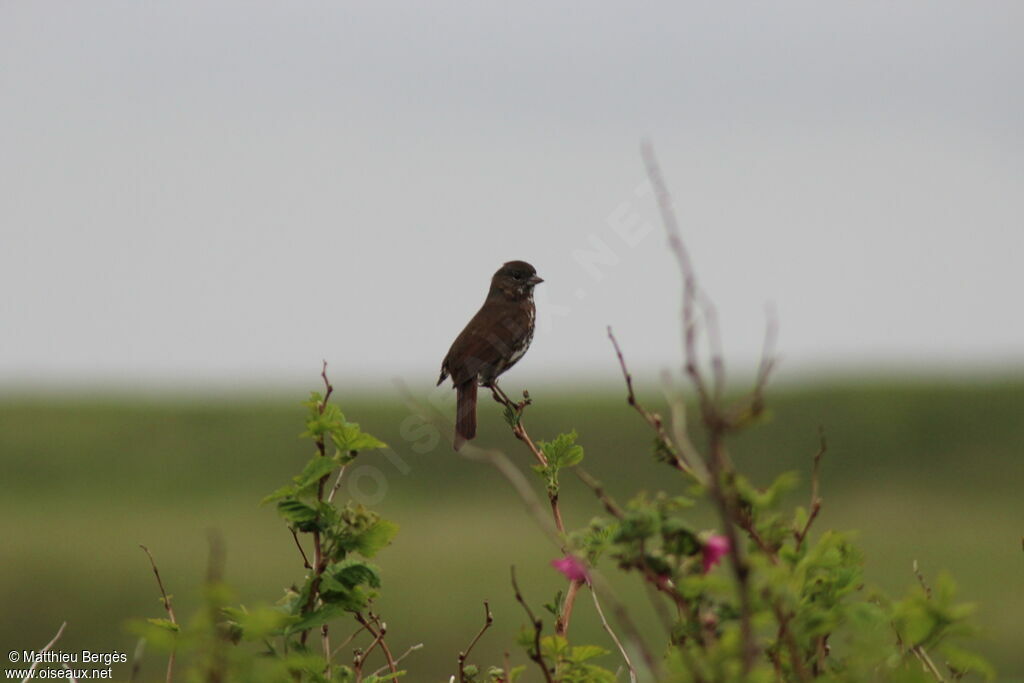 Sooty Fox Sparrow