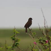 Sooty Fox Sparrow