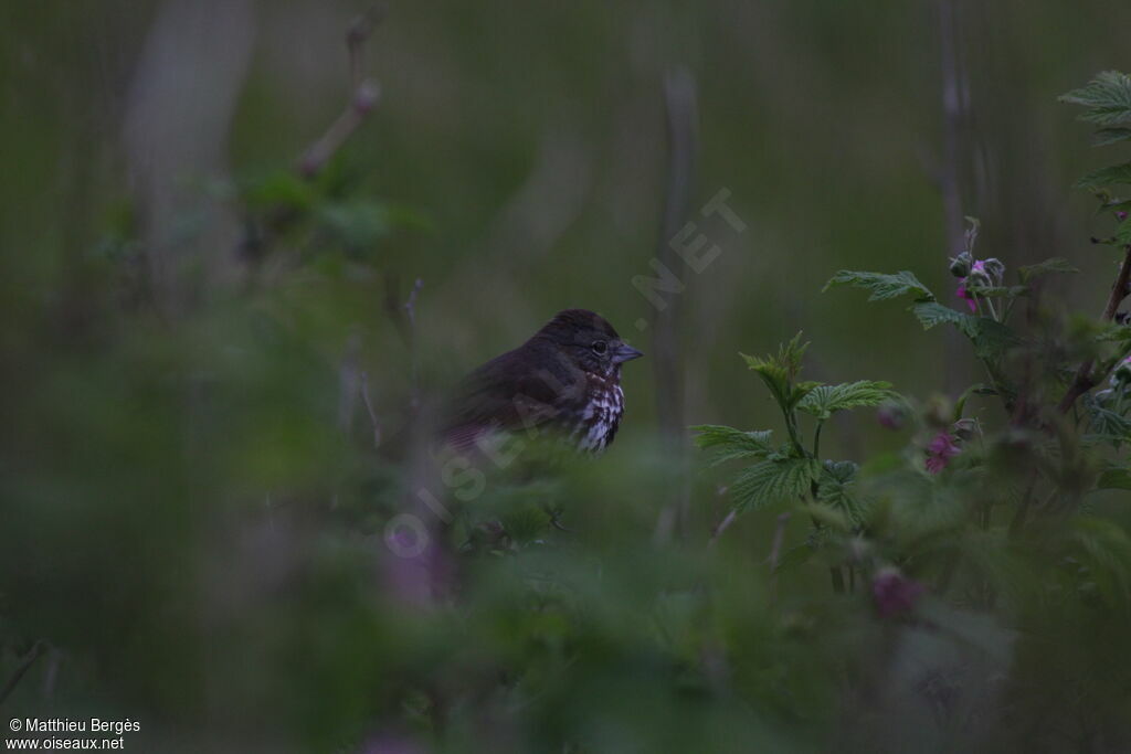 Sooty Fox Sparrow