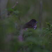 Sooty Fox Sparrow