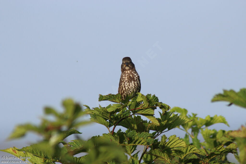 Sooty Fox Sparrow