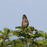 Sooty Fox Sparrow