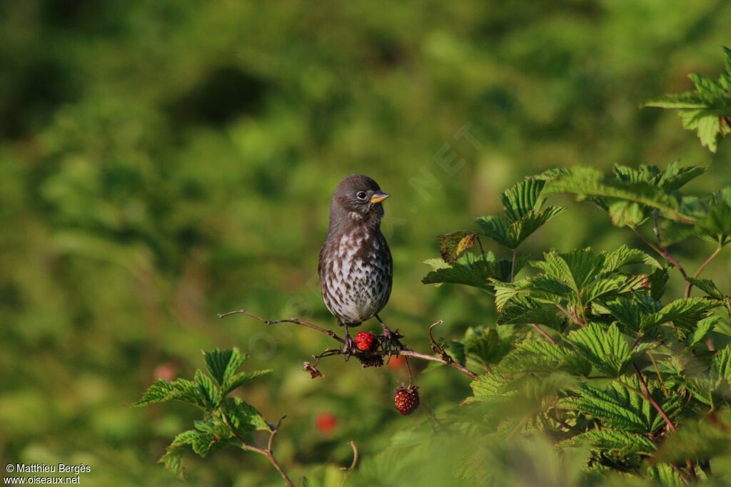 Sooty Fox Sparrow