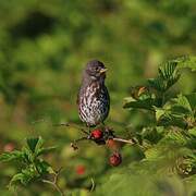 Sooty Fox Sparrow