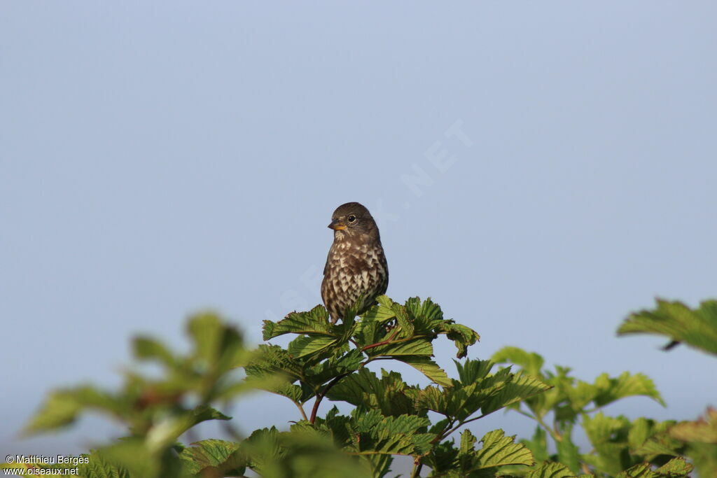 Sooty Fox Sparrow