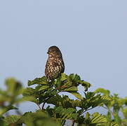 Sooty Fox Sparrow