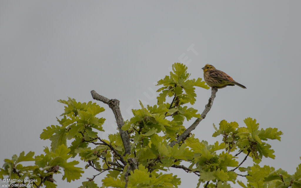 Bruant jaune