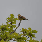 Yellowhammer