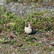 Lapland Longspur