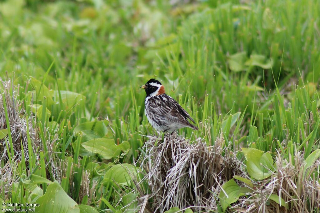 Lapland Longspur