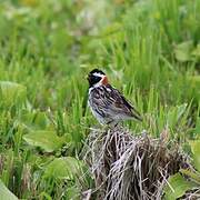 Lapland Longspur