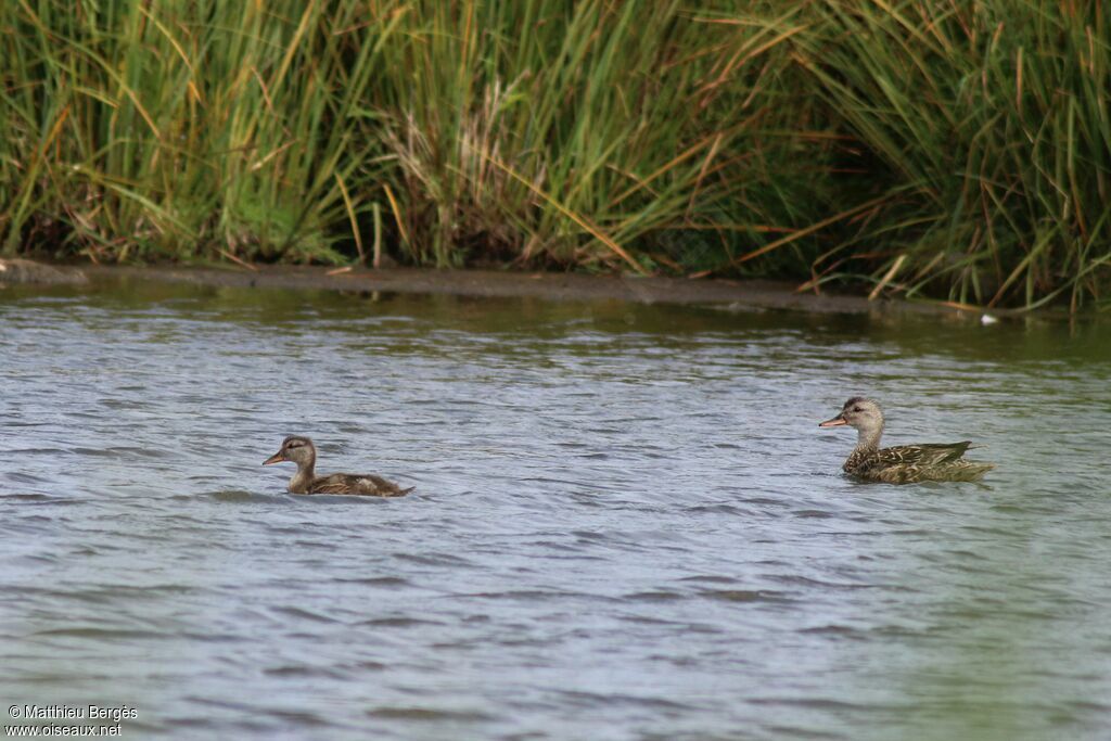 Canard chipeau