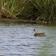 Canard chipeau