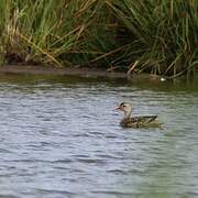 Canard chipeau