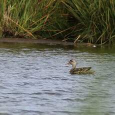 Canard chipeau