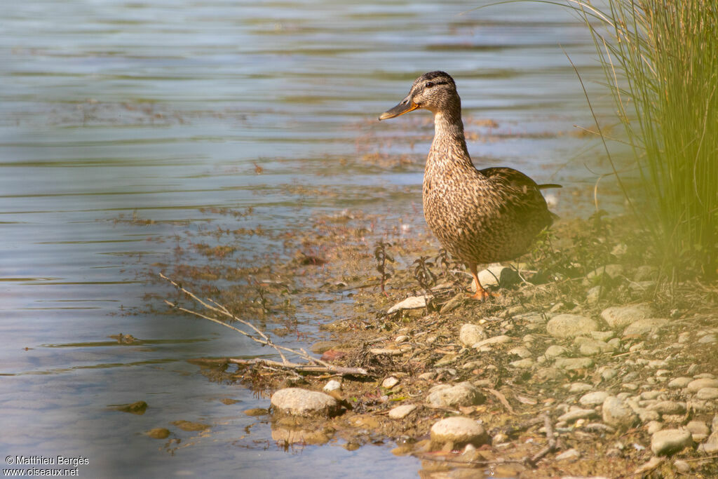 Mallard