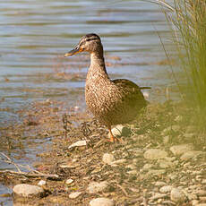 Canard colvert