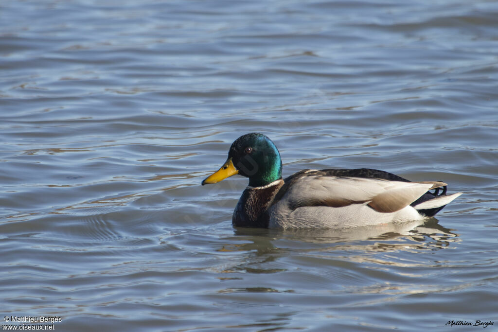 Canard colvert mâle