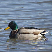 Canard colvert