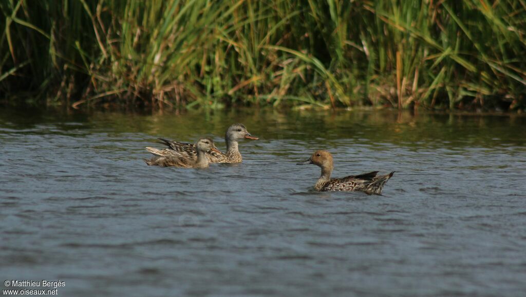 Northern Pintail female