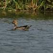 Canard pilet