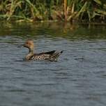 Canard pilet