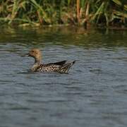 Northern Pintail