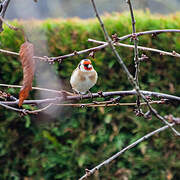 European Goldfinch