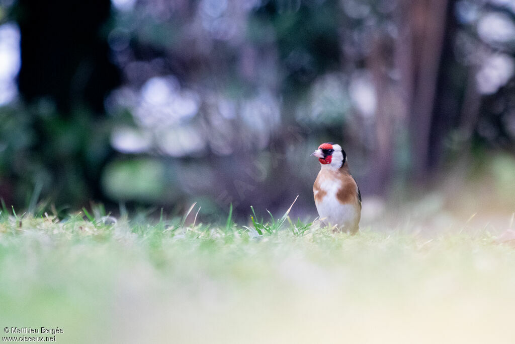 European Goldfinch