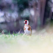 European Goldfinch