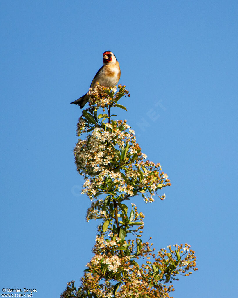 European Goldfinch