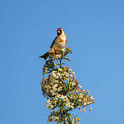 European Goldfinch