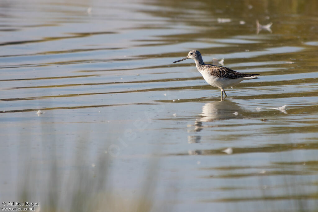 Common Greenshank