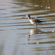 Common Greenshank