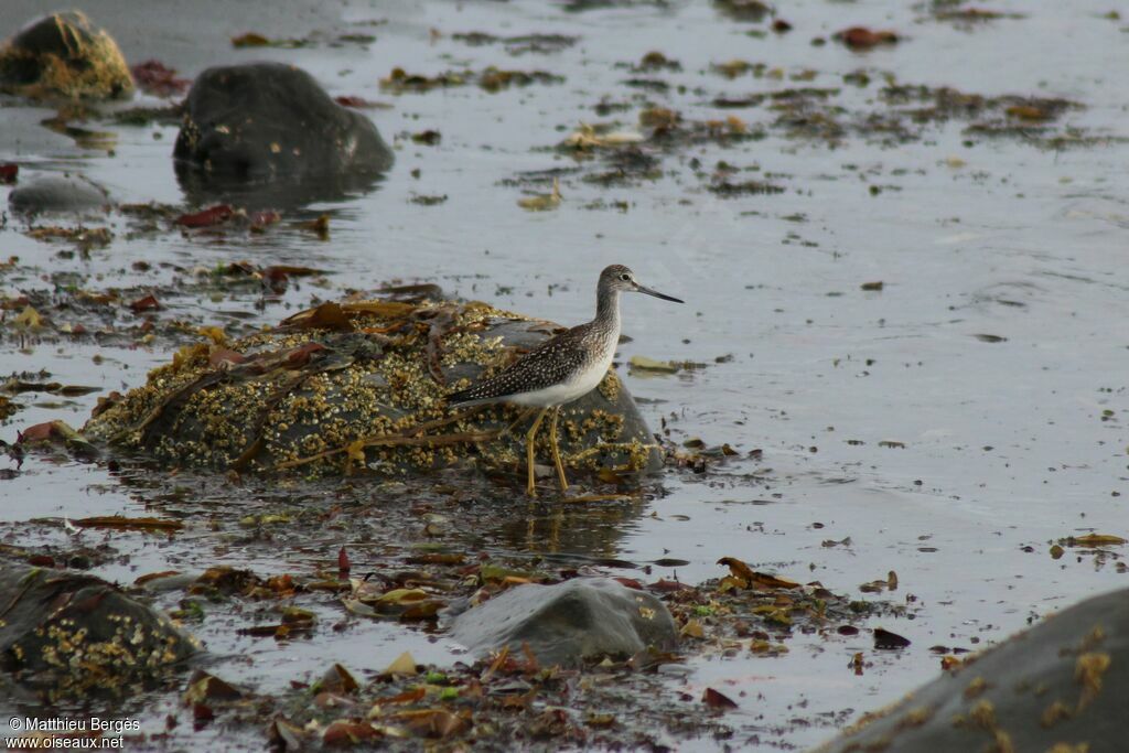 Greater Yellowlegs