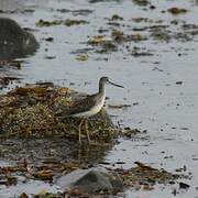 Greater Yellowlegs