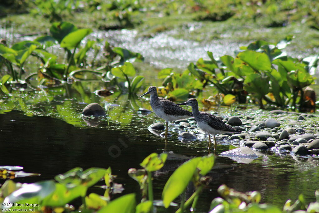 Greater Yellowlegs