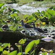 Greater Yellowlegs