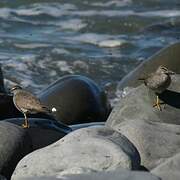 Wandering Tattler