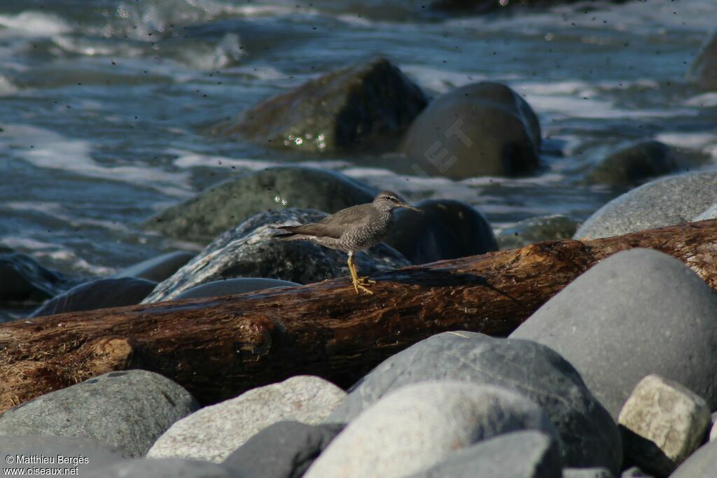 Wandering Tattler