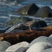 Wandering Tattler