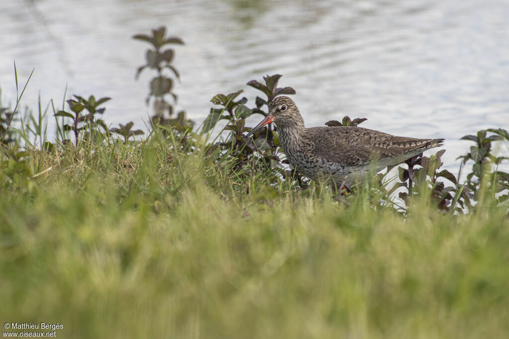 Common Redshank